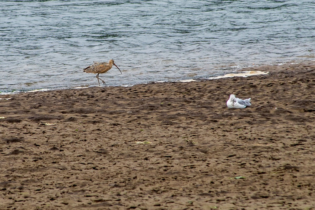 Long-billed Curlew - ML608824733