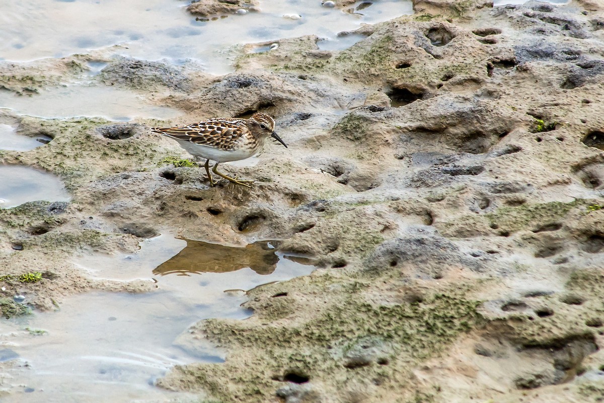 pygmésnipe - ML608824777