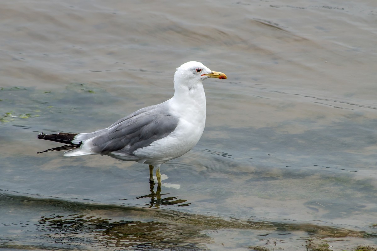 California Gull - ML608824802