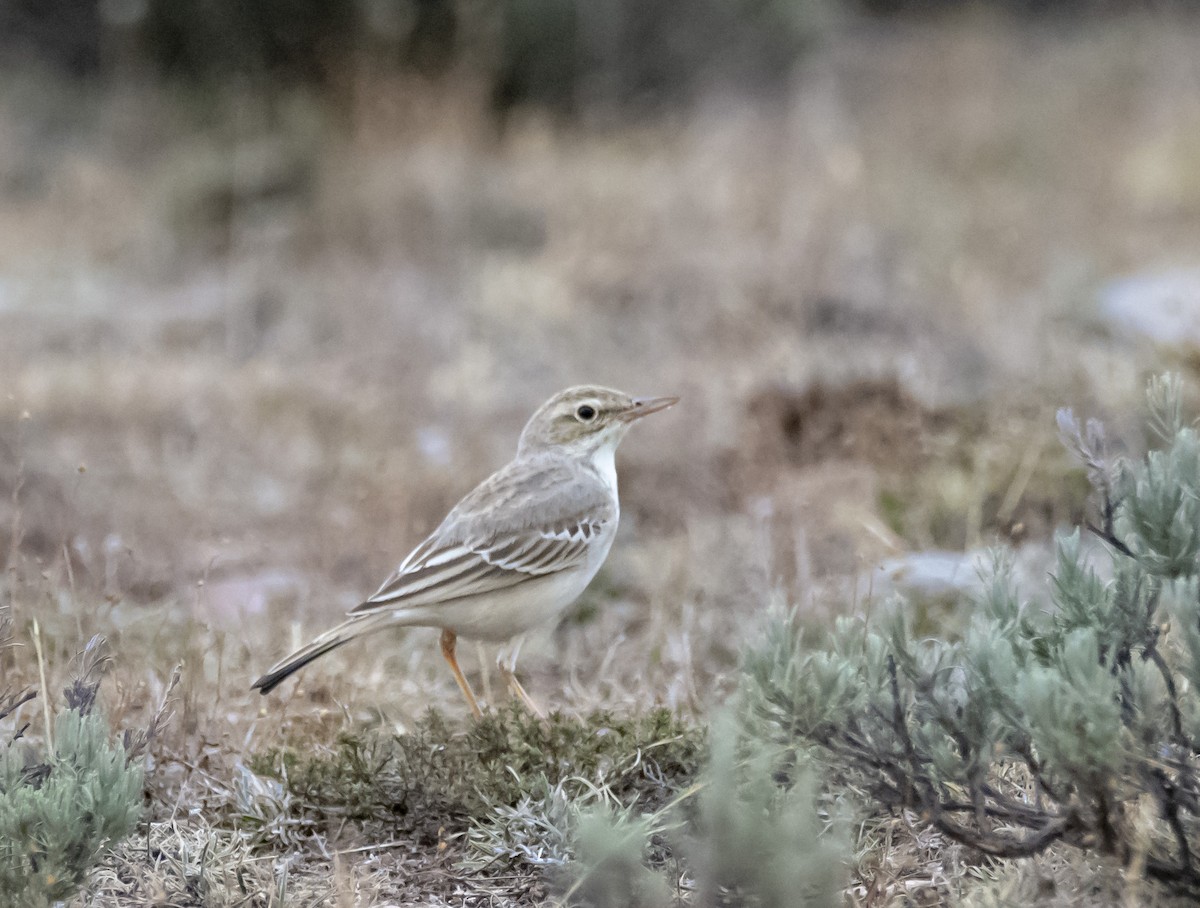 Tawny Pipit - Angel  Gonzalez Mendoza