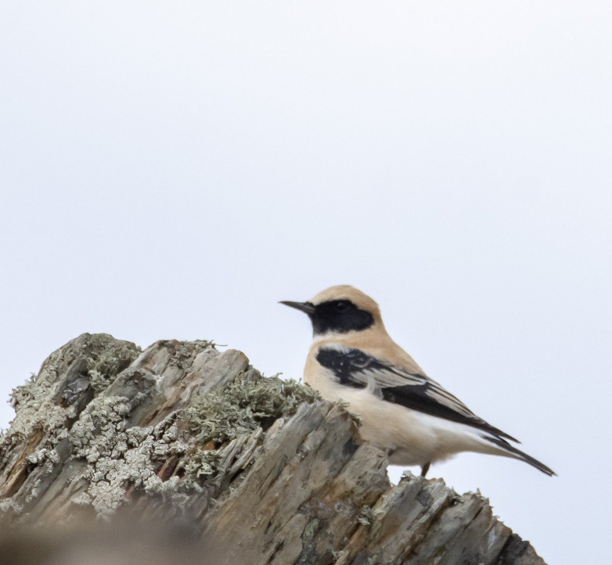 Western Black-eared Wheatear - Angel  Gonzalez Mendoza