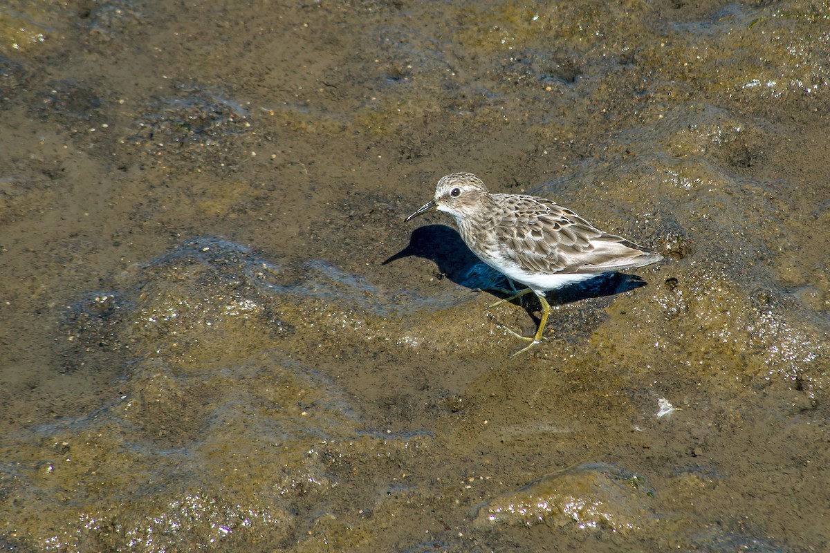 pygmésnipe - ML608824880