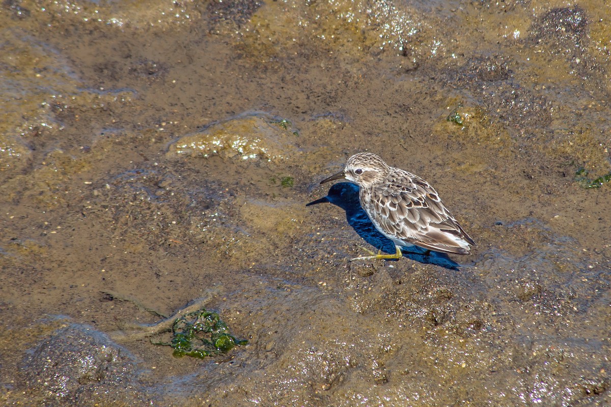 Least Sandpiper - ML608824890