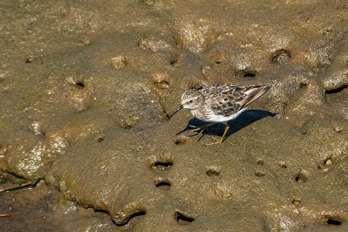 Least Sandpiper - ML608824892