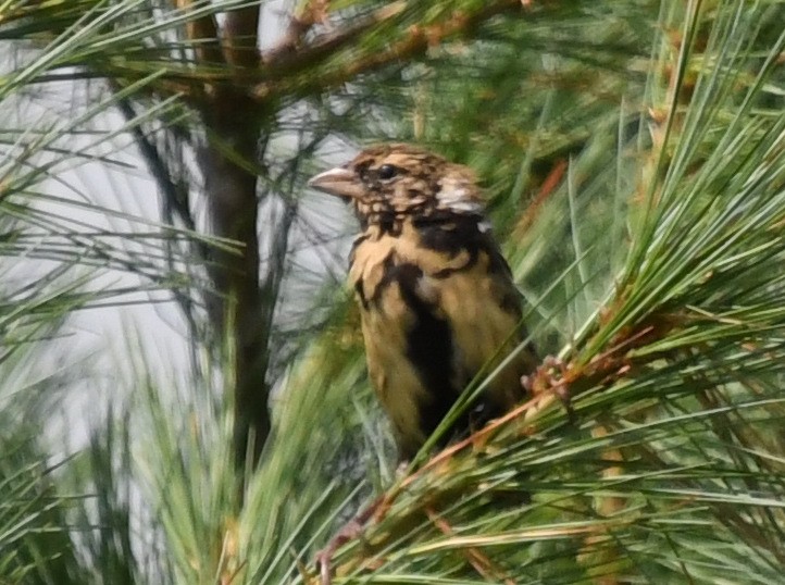 bobolink - ML608824907