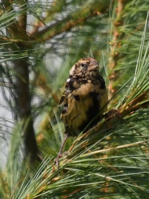 bobolink - ML608824908