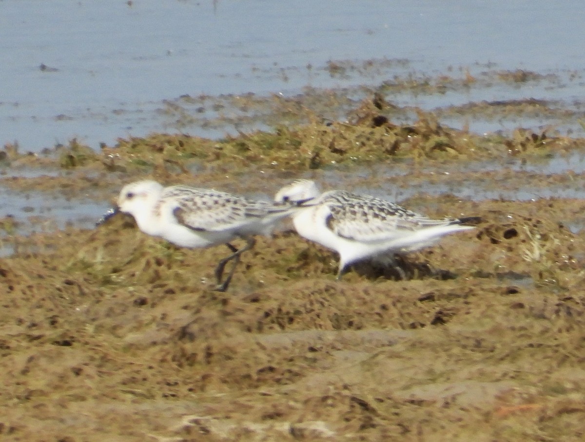 Sanderling - ML608824988