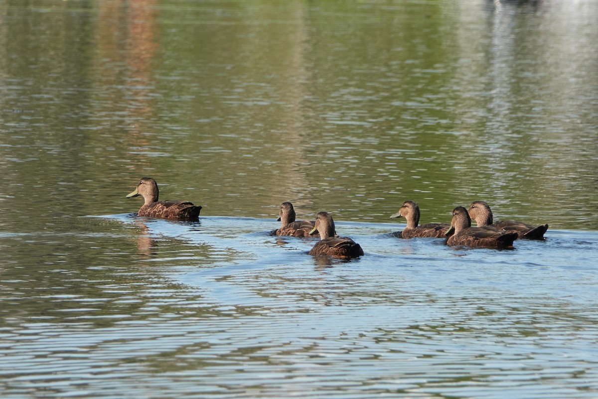 Canard noir - ML608825080