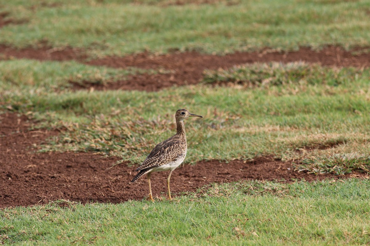 Upland Sandpiper - ML608825085