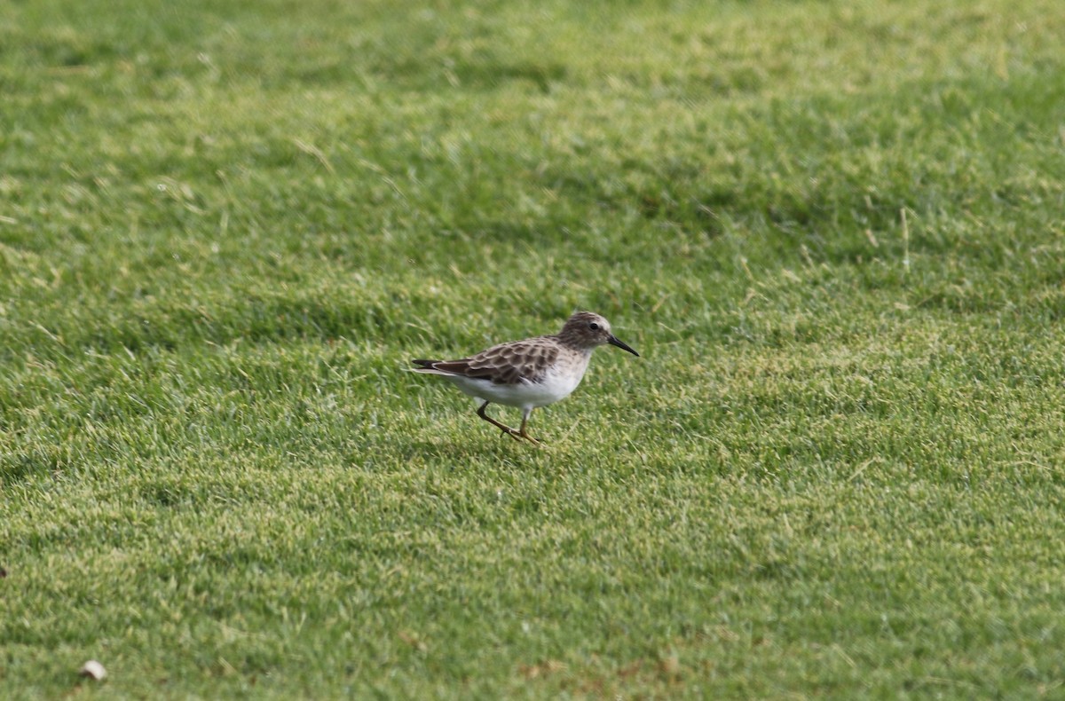 Least Sandpiper - ML608825090