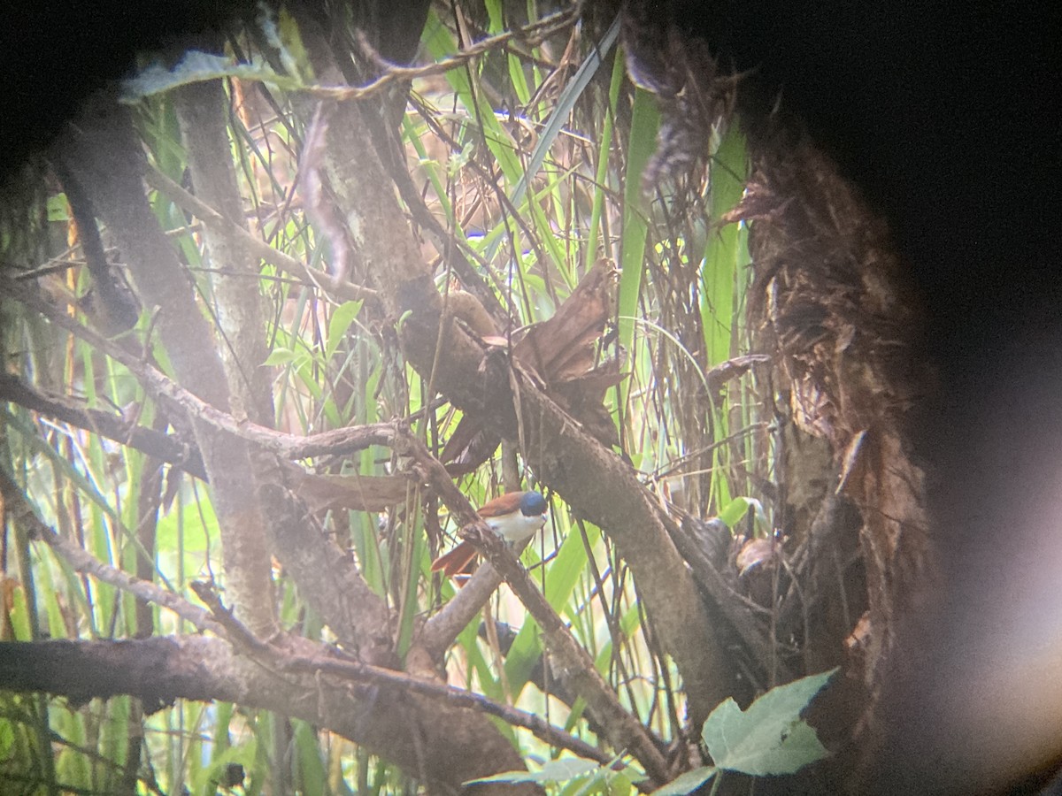 Shining Flycatcher - ML608825143