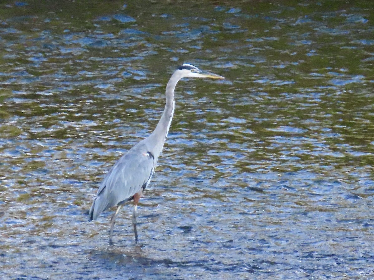 Great Blue Heron - ML608825252