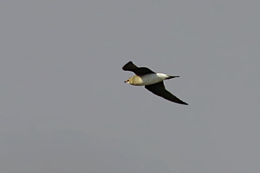 Black-winged Pratincole - ML608825278