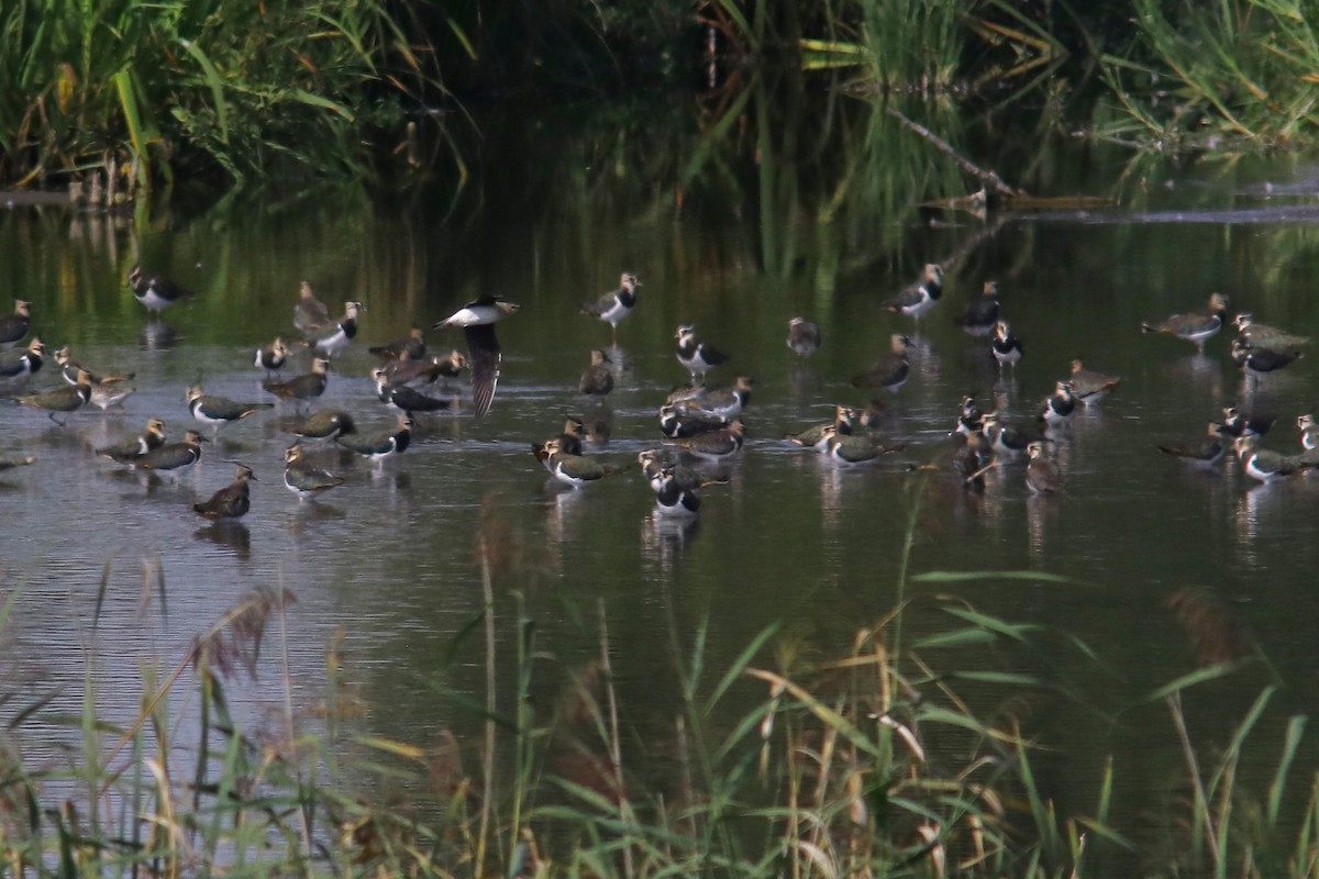 Black-winged Pratincole - ML608825283