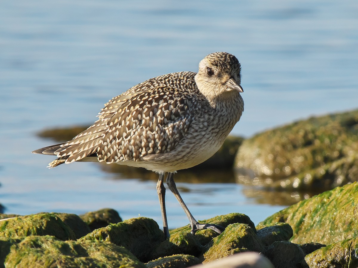 Black-bellied Plover - ML608825332