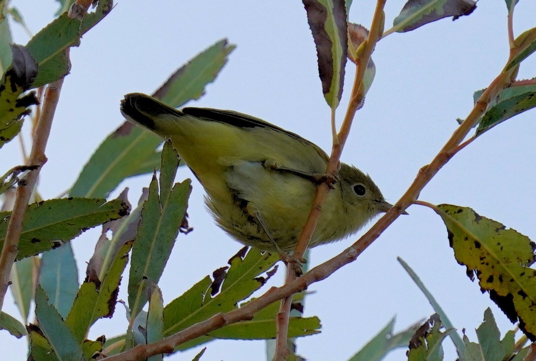 Yellow Warbler - ML608825485