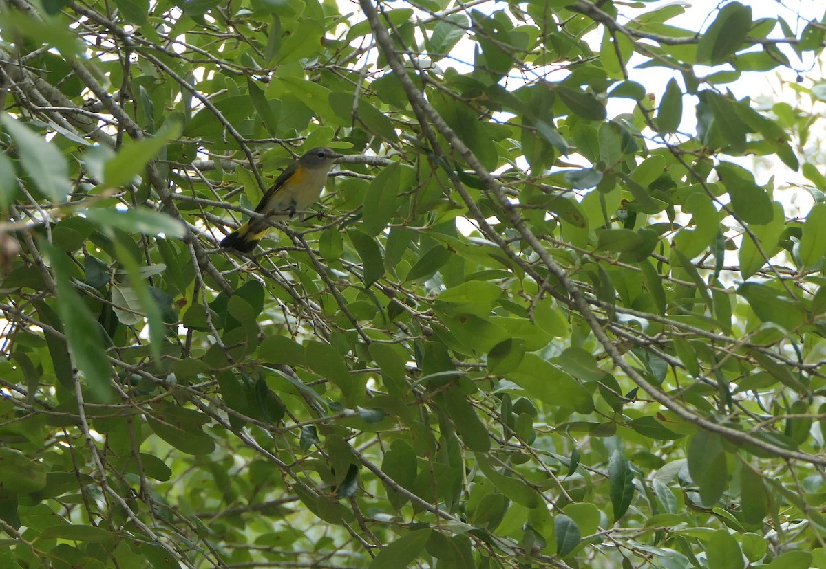 American Redstart - Mark Brazzil