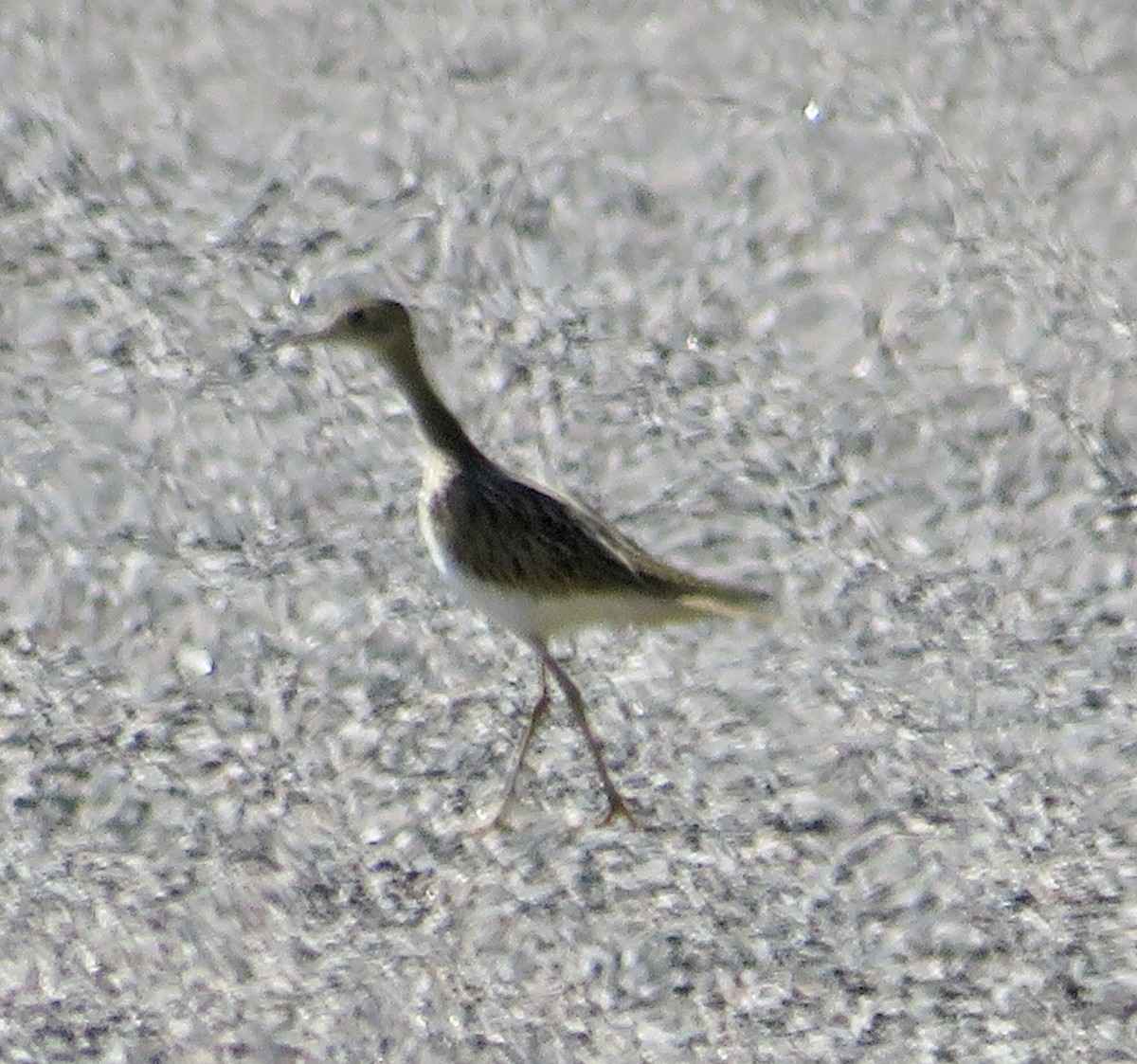 Upland Sandpiper - ML608825561