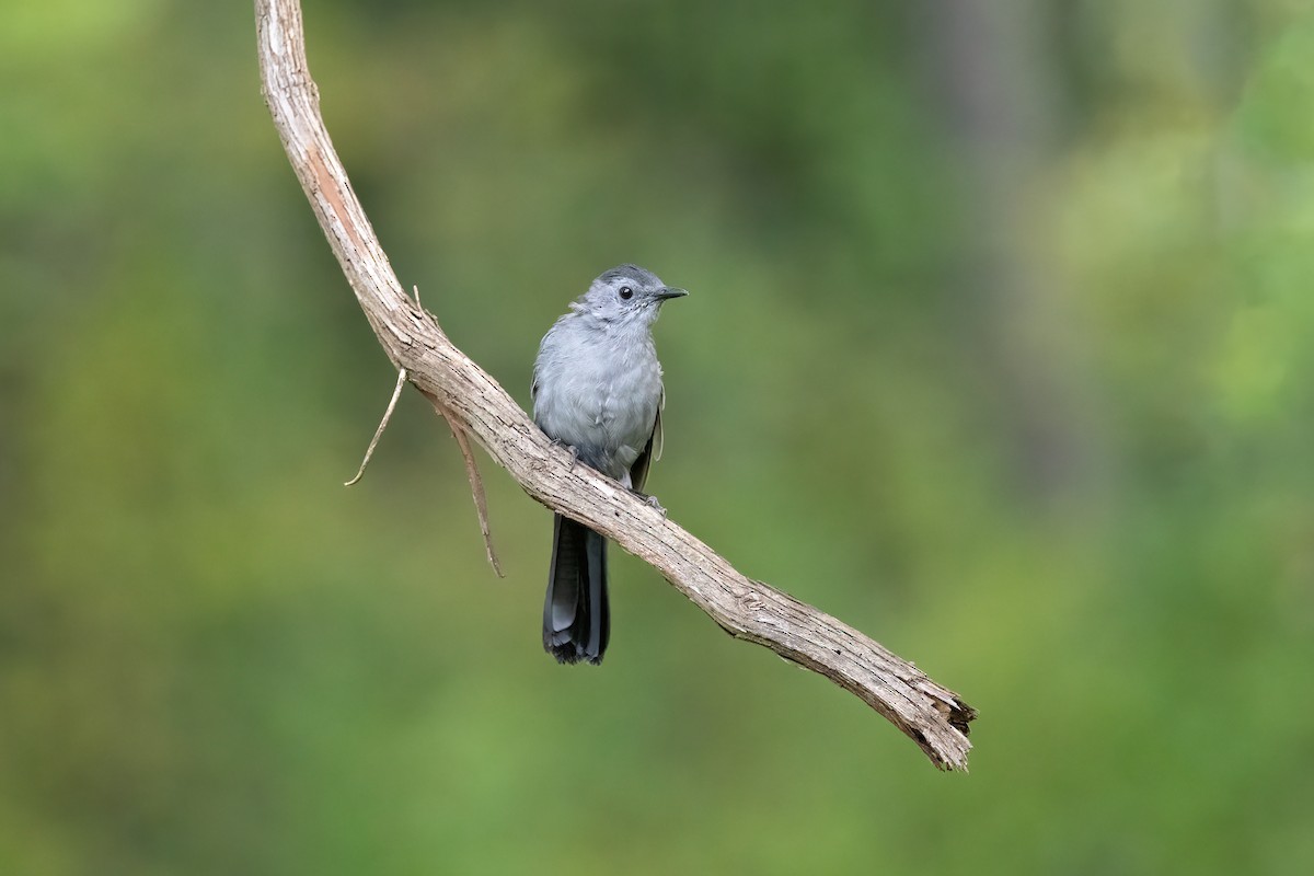 Gray Catbird - ML608825584