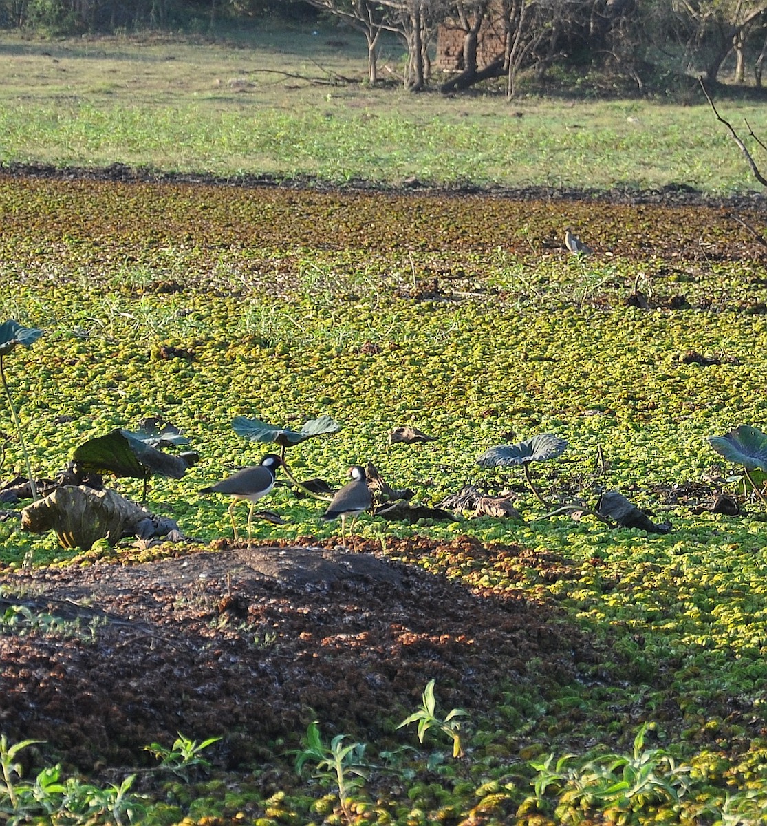 Red-wattled Lapwing - ML608825770