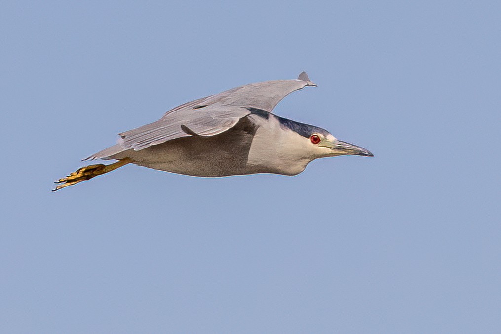 Black-crowned Night Heron - ML608825892