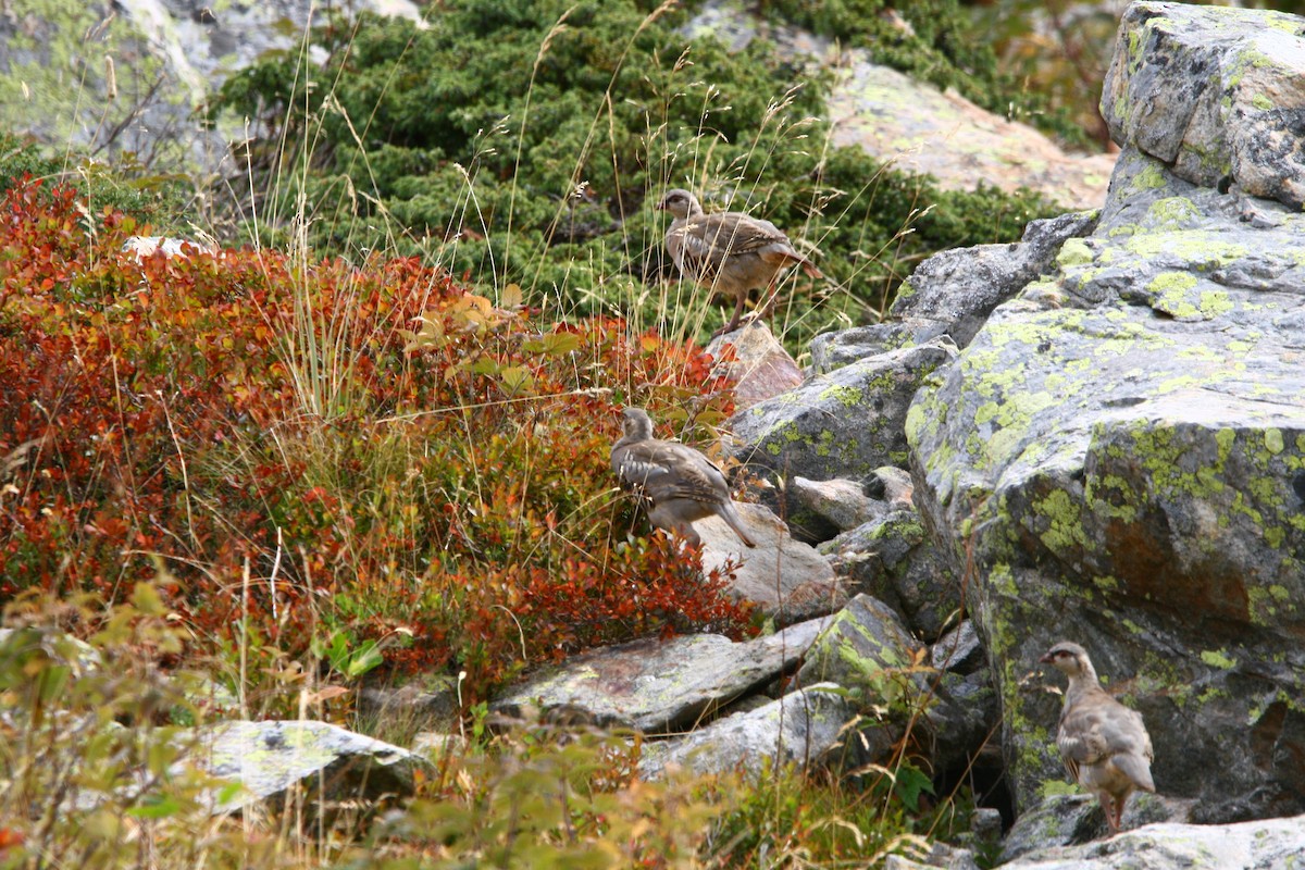 Rock Partridge - Elan Federico Zucchetti