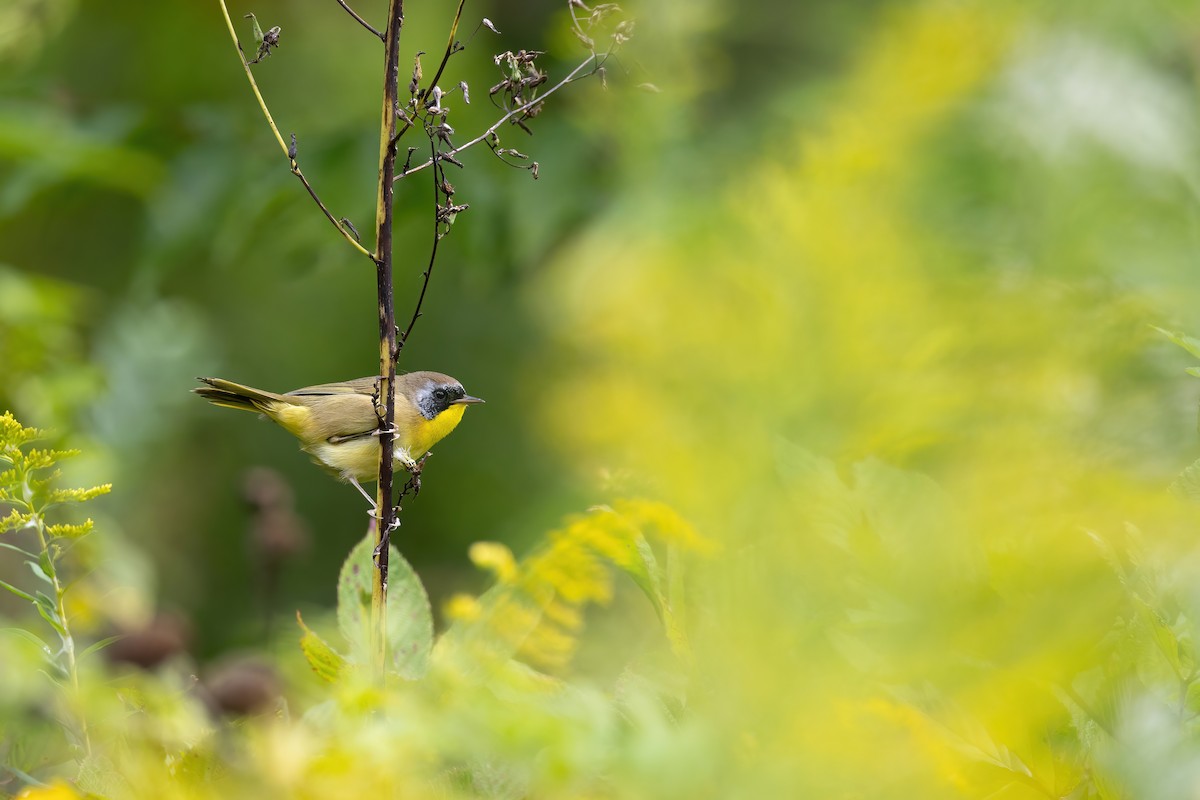 Common Yellowthroat - ML608825980