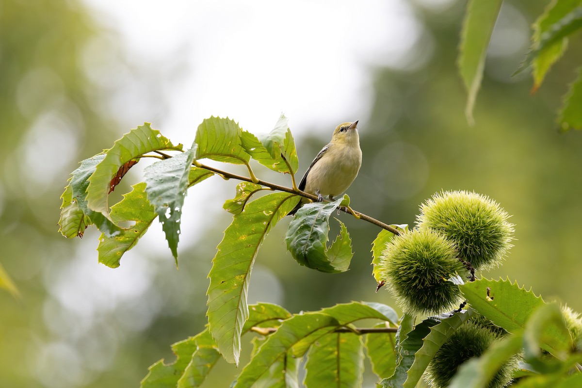 Bay-breasted Warbler - ML608826000