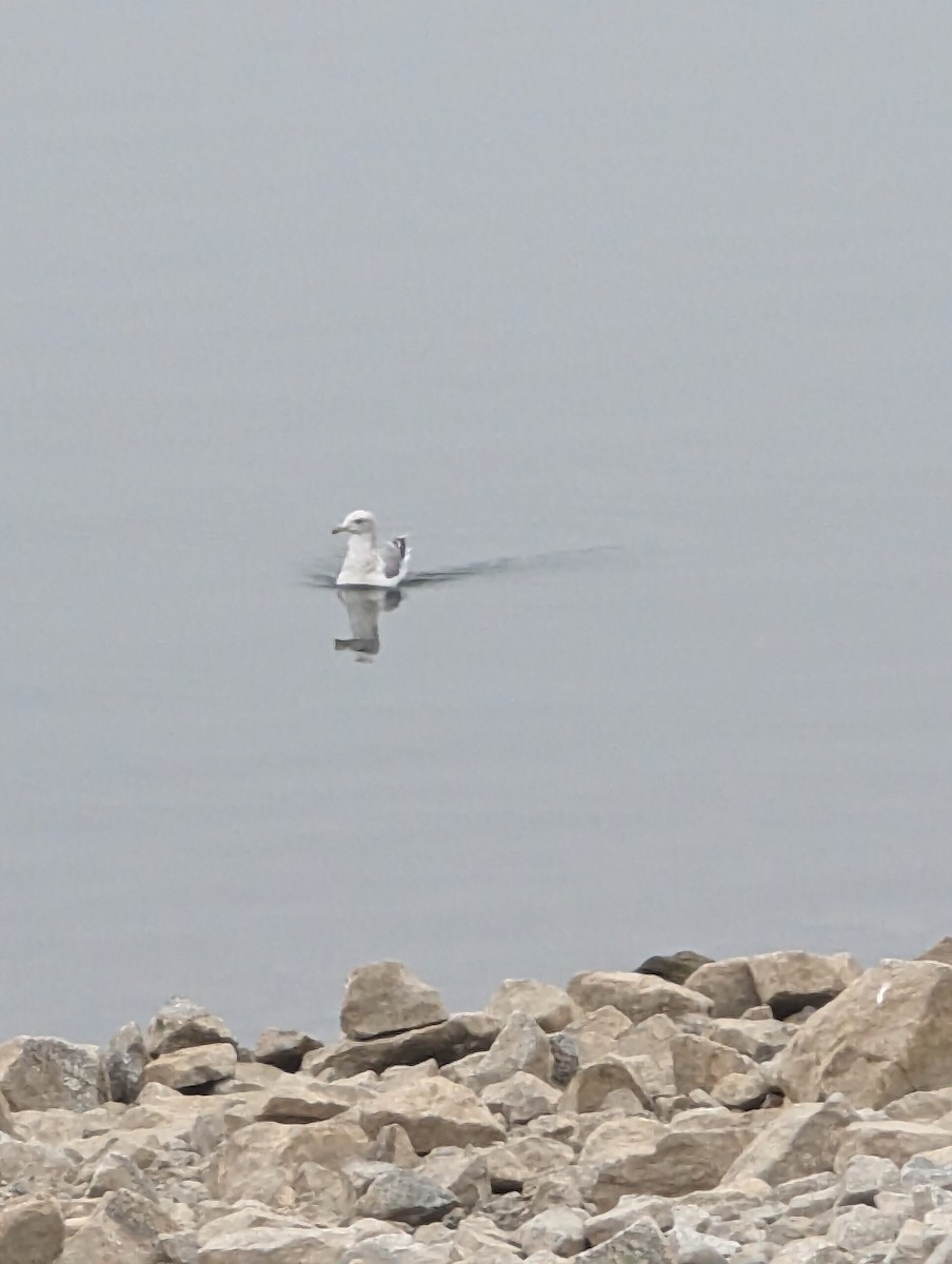 California Gull - ML608826015