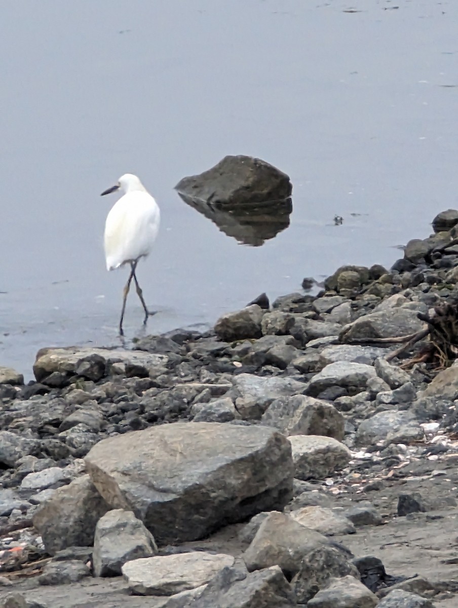 Snowy Egret - ML608826028