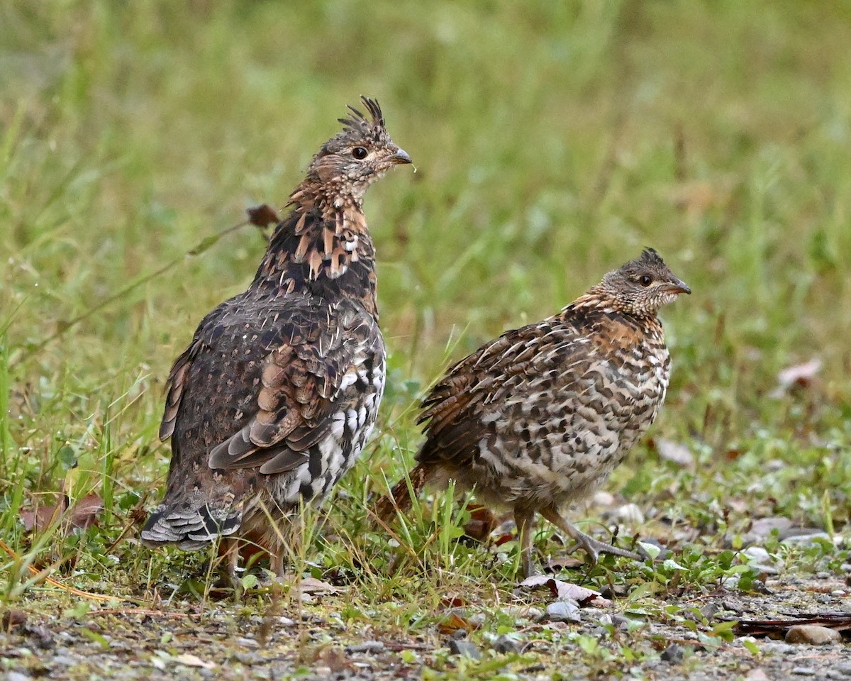 Ruffed Grouse - Joe Wujcik