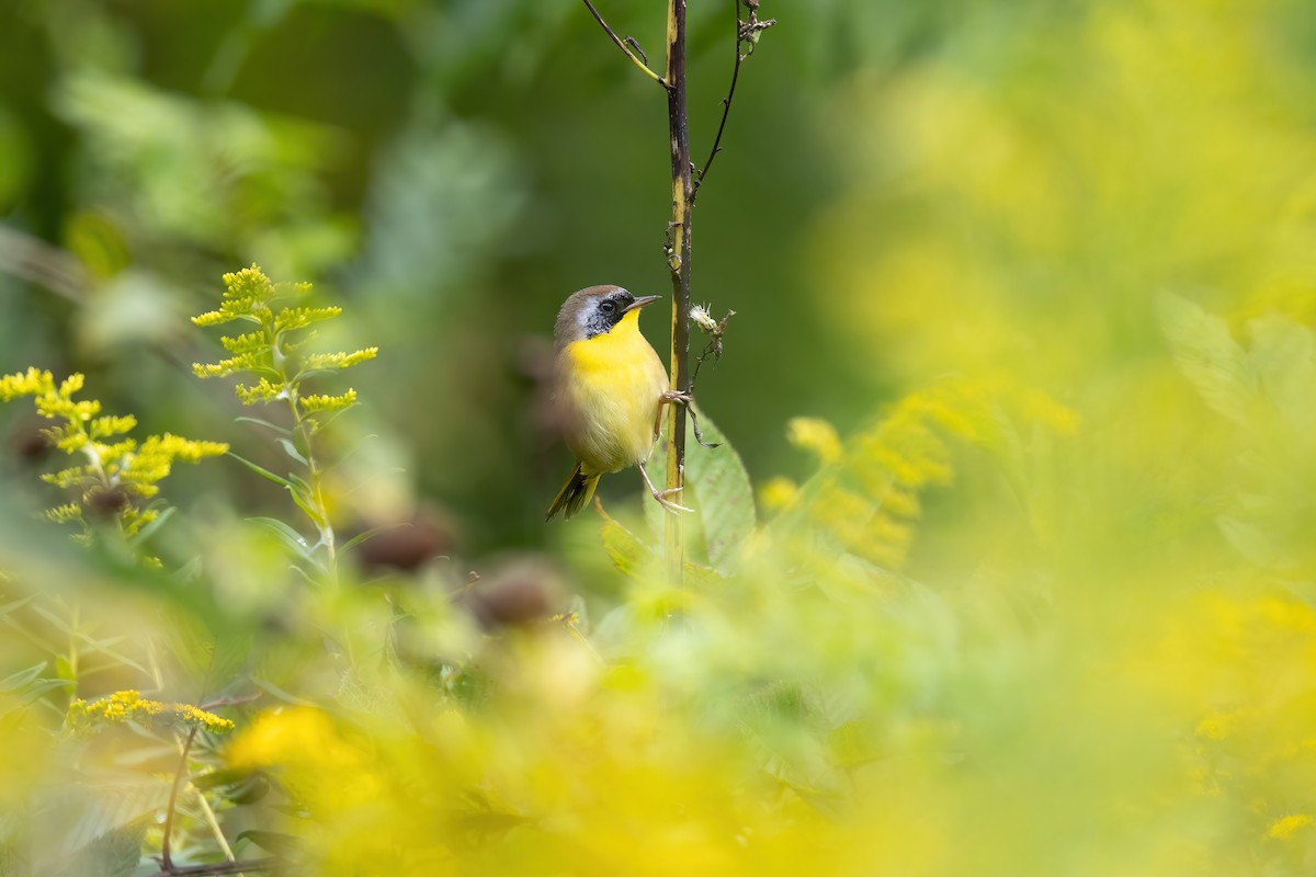 Common Yellowthroat - ML608826086