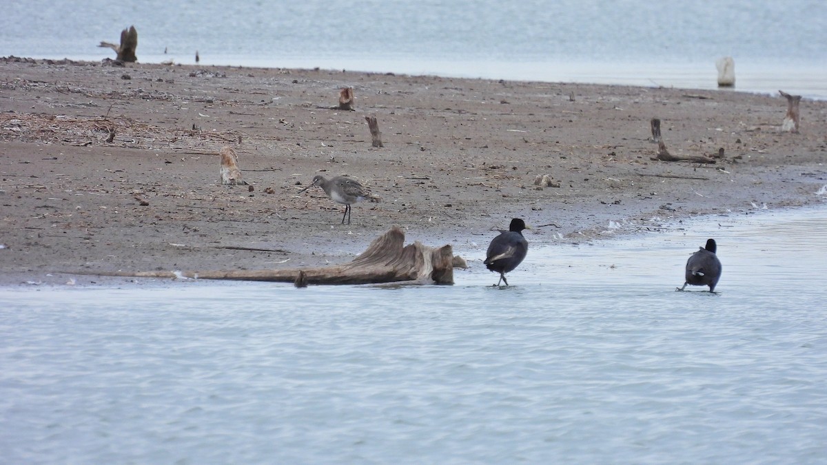 Fulica sp. - ML608826122