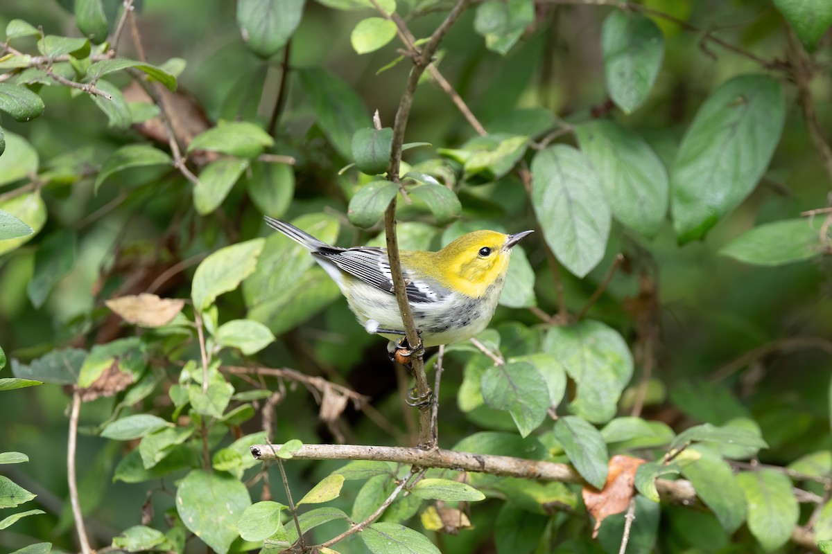 Black-throated Green Warbler - ML608826144