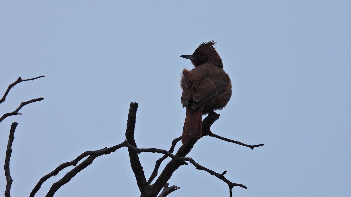 Brown Cacholote - ML608826168