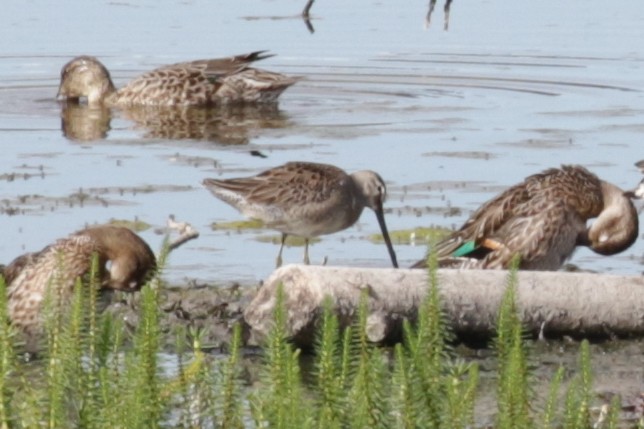 Long-billed Dowitcher - ML608826193
