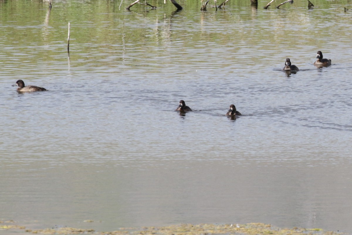 Lesser Scaup - Pam Sinclair