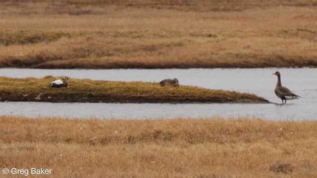 Spectacled Eider - ML608826256