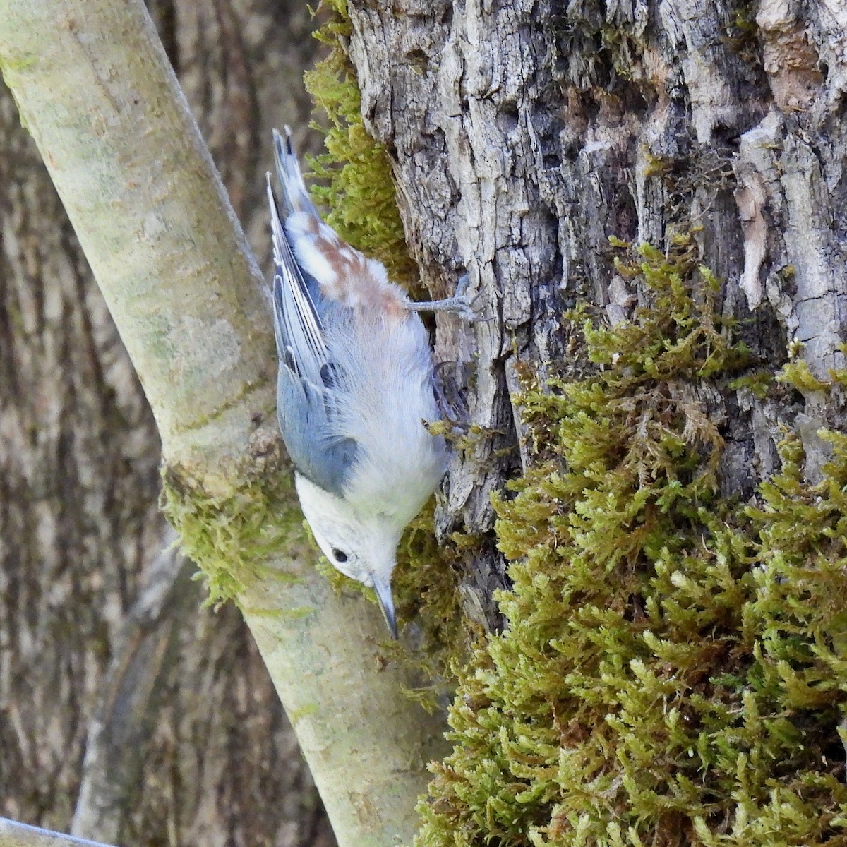 White-breasted Nuthatch - ML608826259