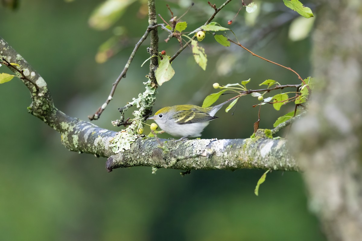 Chestnut-sided Warbler - ML608826277