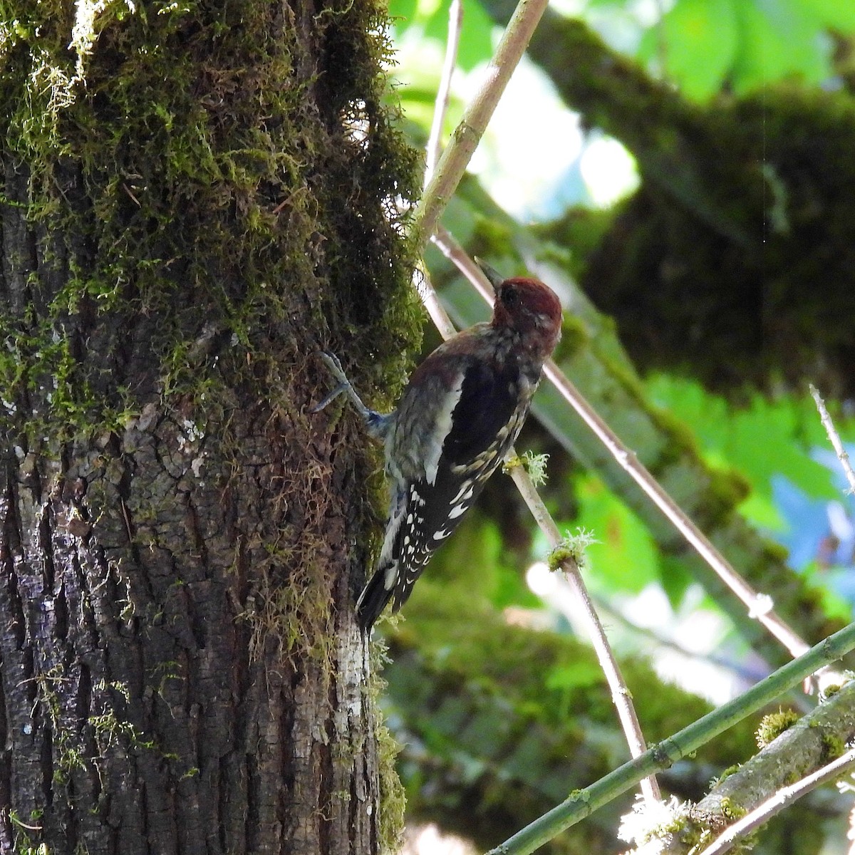 Red-breasted Sapsucker - ML608826300