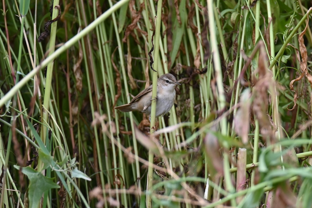 Paddyfield Warbler - Kenzhegul Qanatbek