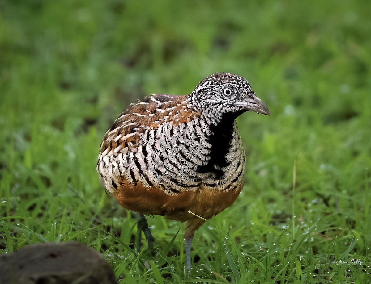 Barred Buttonquail - ML608826333