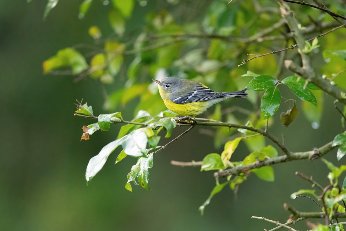 Magnolia Warbler - ML608826362