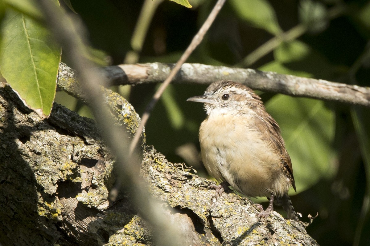 Carolina Wren - ML608826445