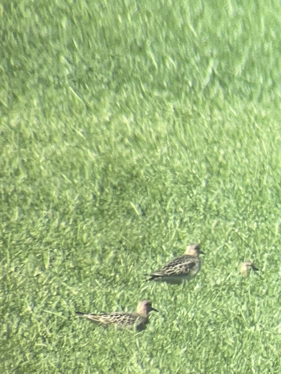 Buff-breasted Sandpiper - ML608826464