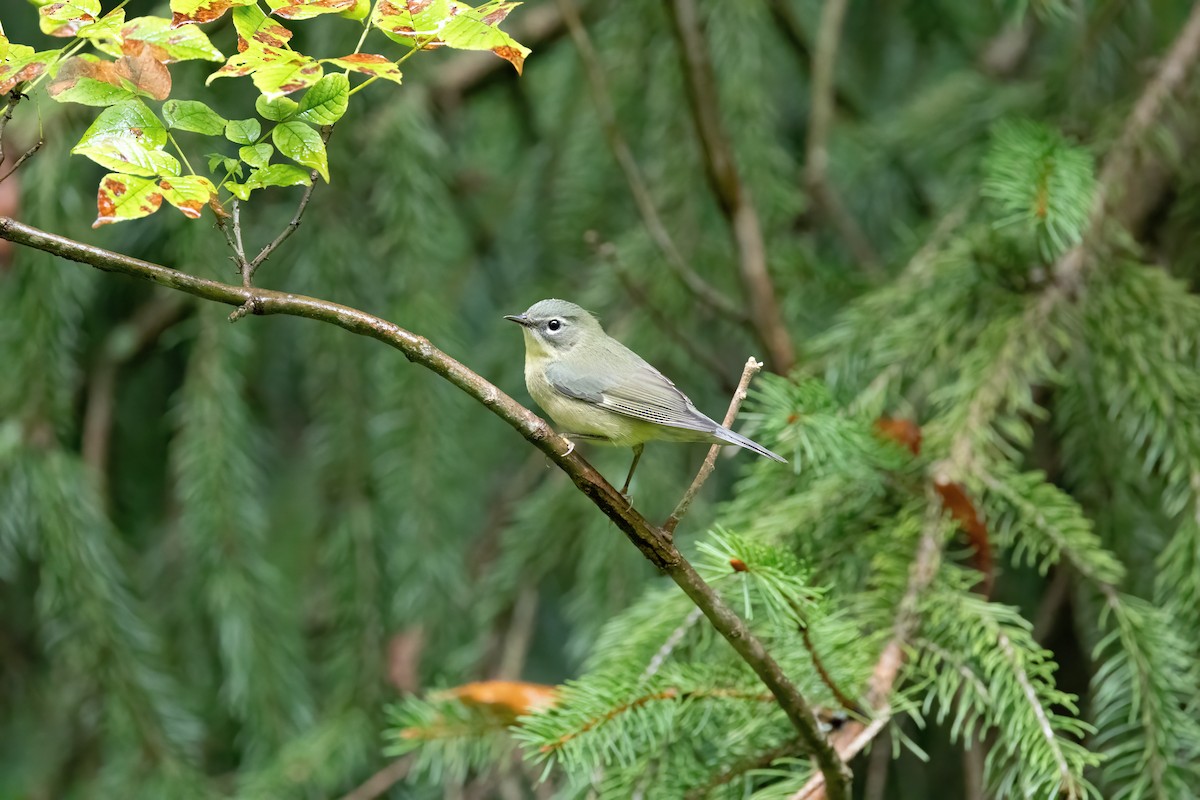 Black-throated Blue Warbler - ML608826479