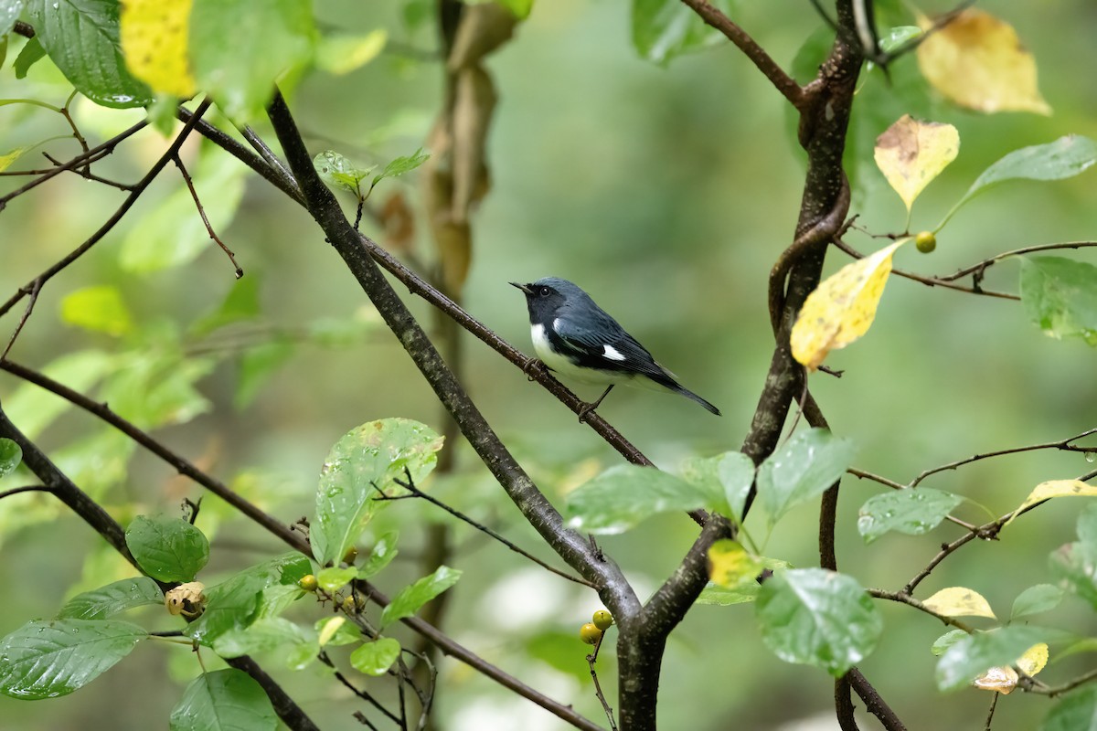 Black-throated Blue Warbler - ML608826481