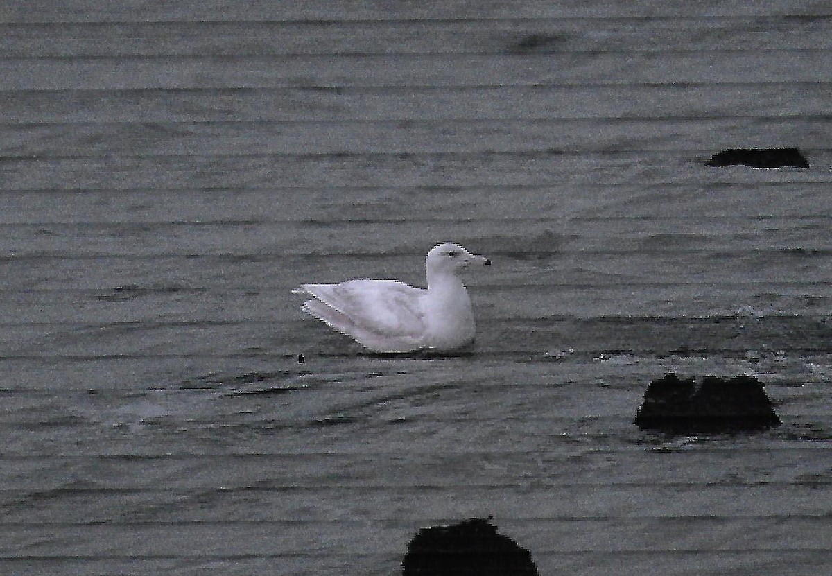 Glaucous Gull - Andrew Collins