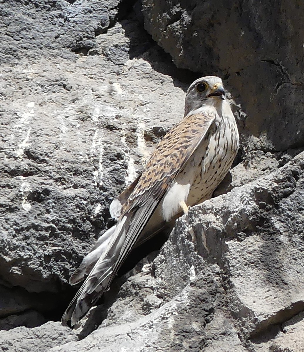 Eurasian Kestrel - ML608826516